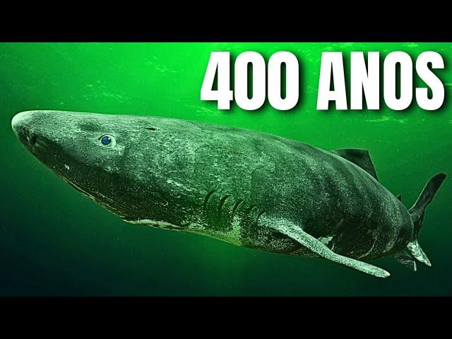 The 10 Animals That Have The LONGEST LIFESPAN On Earth (Almost Immortal)