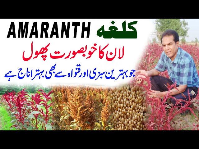 Shocking Truth About Kalgha Plant | Grain Amaranth a super food