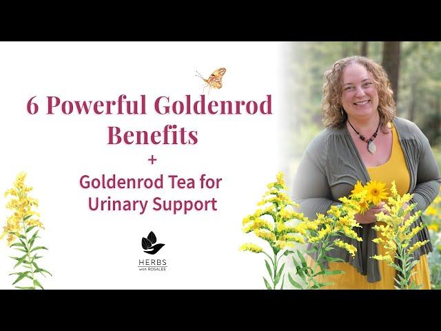 Goldenrod Benefits: Medicinal Uses of Goldenrod Plant | Solidago