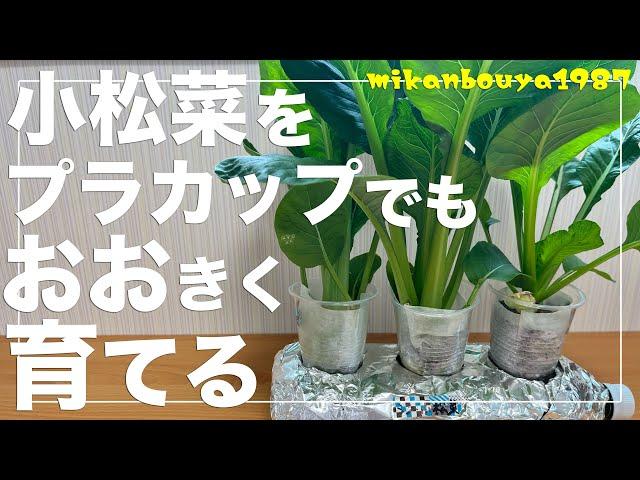 【小松菜の1ランク上の育て方】1年中育つ？！ペットボトルで簡単！小松菜の水耕栽培方法！初心者にもおすすめ！