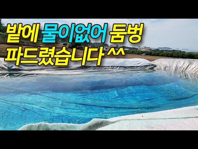 해남 송호리 마늘밭 5섯 필지에 물이 마르고 지하수도 안 나오는 상태라 둠벙(웅덩이) 파드리고 왔습니다. 착한 일 하고 왔습니다 ㅋ