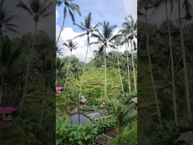 Rice terrace in Bali, Indonesia #travel #Bali #shorts