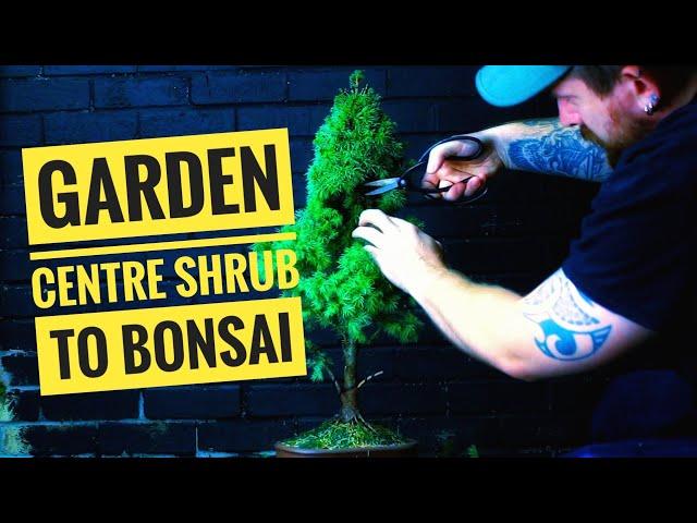 PICEA SPRUCE BONSAI "HOW TO MAKE BONSAI FROM GARDEN CENTRE SHRUB"