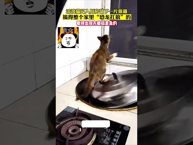 流浪猫闯入厨房留下一片狼藉，搞得整个家里恐龙扛狼的，看得出双方都挺着急的 #best #dog #fail