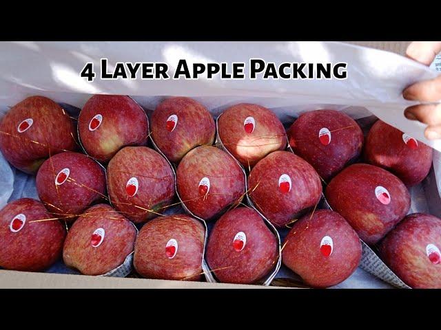 Apple  packing in kashmir|4 Layer Box|Apple production line in Kashmir|Apple juice production line