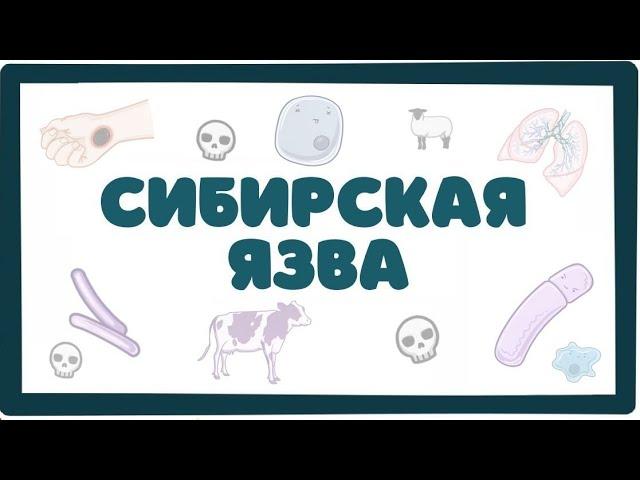 Сибирская Язва (bacillus anthracis) - морфология, патогенез, диагностика, лечение (лекция)