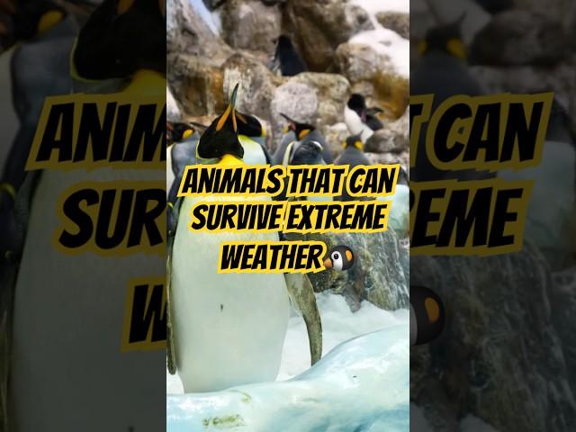 Animals That Can Survive Extreme Environments ️