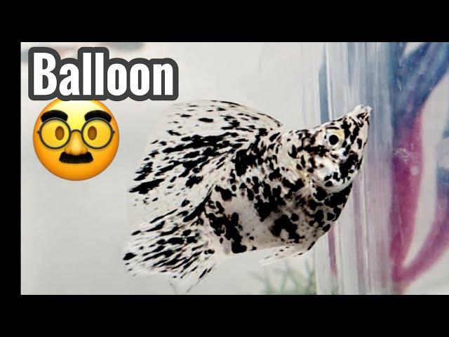 Are Balloon Molly Fish Worth Buying?