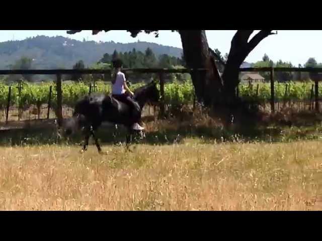 Bareback Challenge: A gaited horse vs. a non-gaited horse