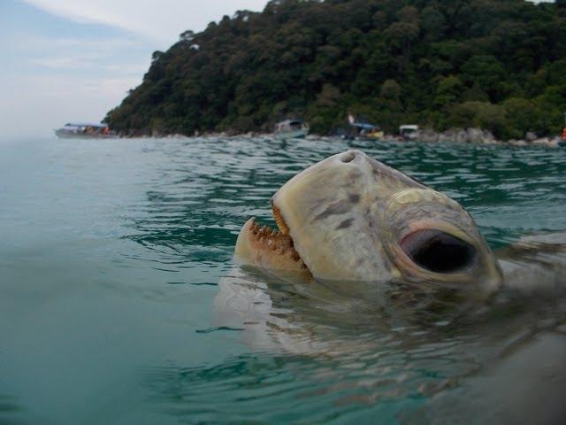 Giant Green Turtle Eating Grass @ Perhentian Island, Malaysia