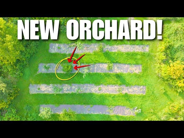 STARTING a NEW Permaculture Orchard!