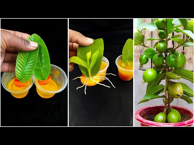 Best skill for growing guava plant from leaves at home || Easy way to grow guava plant