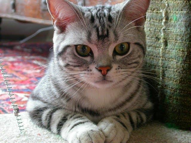 Animal Planet  :  Cats 101 ~ American Shorthair