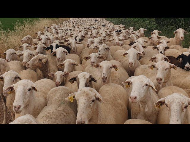 شاهدكيف يتم رعي الغنم في اسبانيا وتدريب كلاب الرعي على الغنمإن شاء عن قريب مرحلة التزاوج