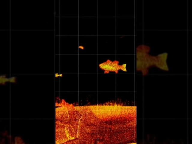 BEST FISH FINDER IN THE WORLD? (UNREAL)  #shorts #fishing #livescope #lvs36 #garmin