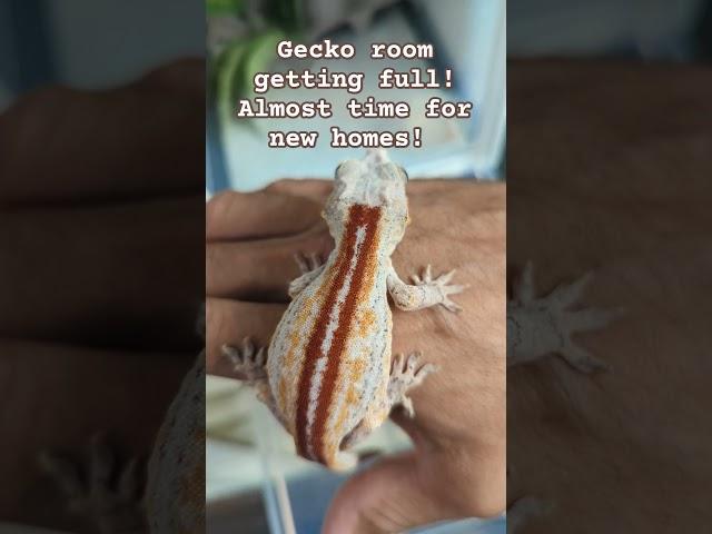 Geckos Geckos Geckos! #gecko #reptiles #pet