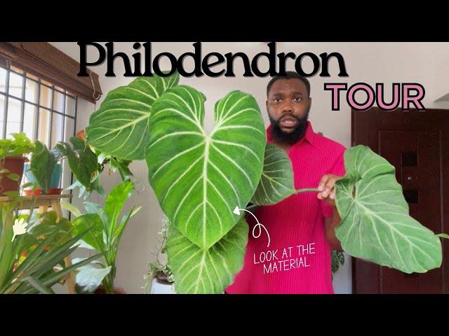 The Philodendron tour that will leave you shooketh!