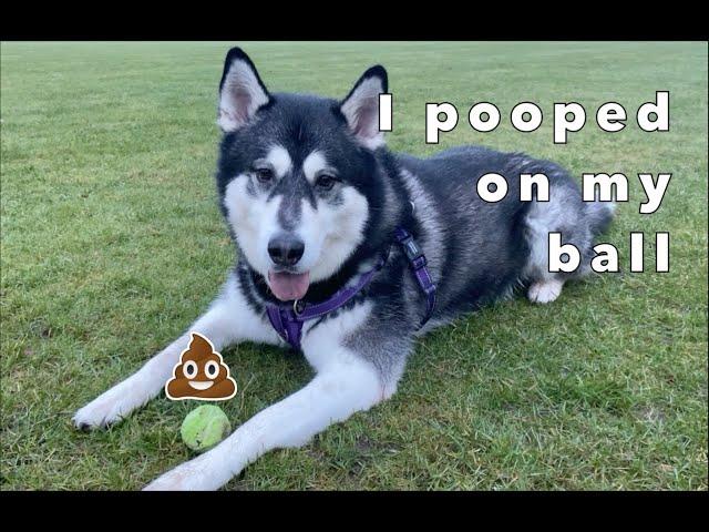 Rescue Husky's First Off Lead Walk.