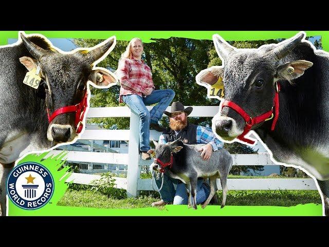 Humphrey: The Shortest Bull in the World! - Guinness World Records