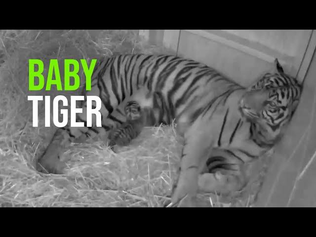 Louisville Zoo Celebrates Rare Birth of Sumatran Tiger Cub for the First Time in 20 Years