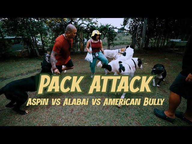 PACK ATTACK | ANO ANG DAPAT GAWIN BY JERRY LAKANDULA