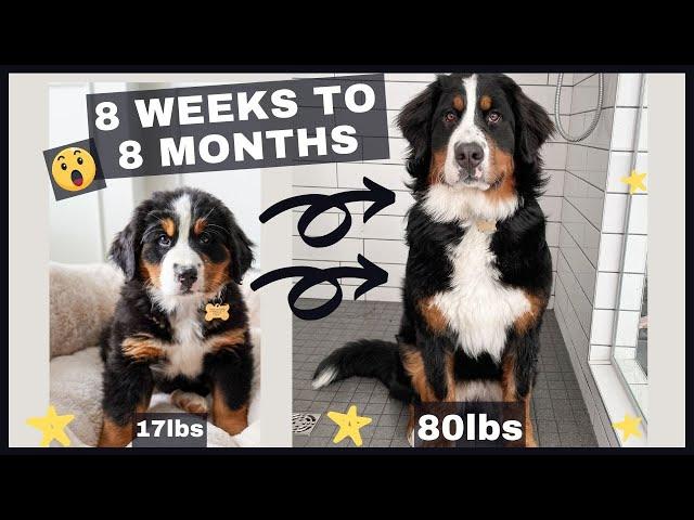 8 Weeks to 8 Months | Watch Our Bernese Mountain Dog Grow Astronomically | This Is One Giant Puppy!