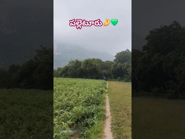 Rayalaseema️ #maaooru #palletooru #trending #shorts #shortvideo #andhrapradesh