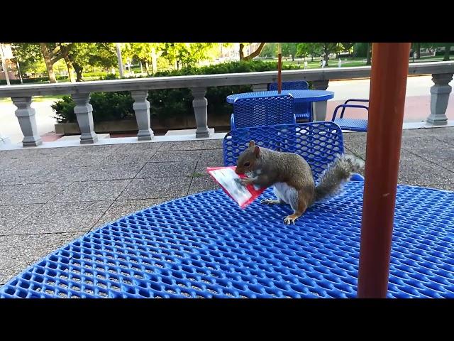 Squirrel goes nuts on the campus of the University of Illinois at Urbana-Champaign