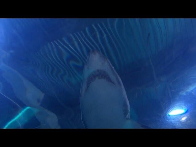 The infamous 1916 shark attacks that inspired "Jaws"