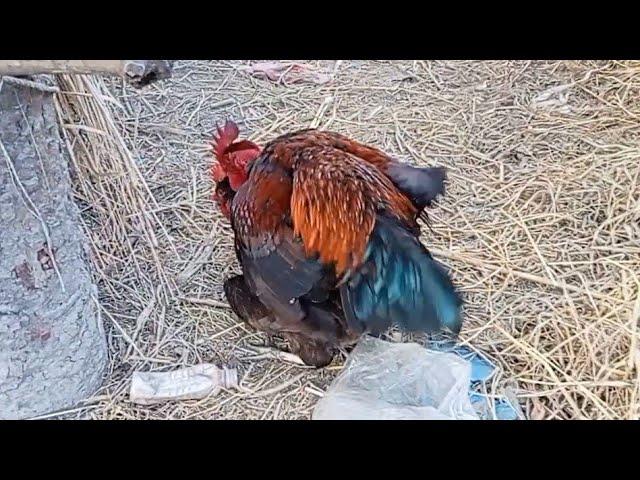 Rooster Mounting with Hen | Hen and rooster running rush