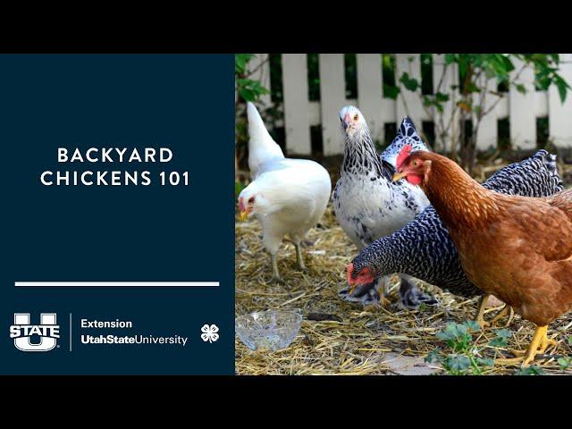 Backyard Chickens 101