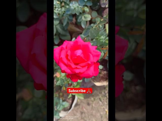 Beautiful rose flowers ️🪴#rose #flowers #gardening #trending #rosegarden #plants #youtubeshorts