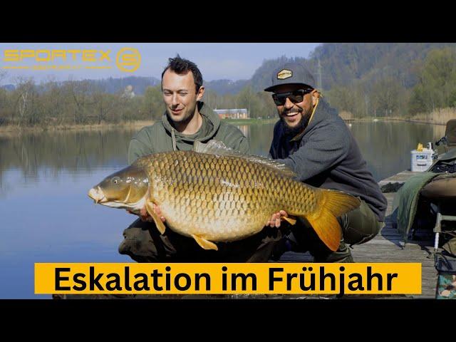 FRÜHJAHRSKARPFEN - Eskalation pur! 4x Ü20 Kilo‼️