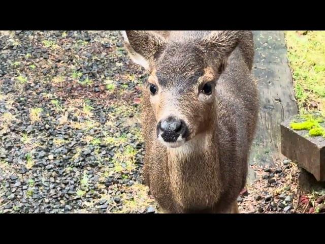 Several Deer Come to Say Hello - They Seem Friendly!