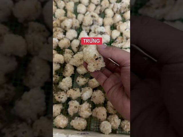 TRỨNG ỐC NHỒI- cách chọn trứng ốc #hieuthuysanvnua #ocnhoi #ocbuouden #trungocnhoi #trungocbuouden