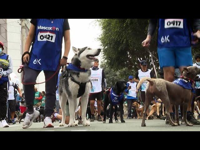 Peru celebrates International Dog Day with race