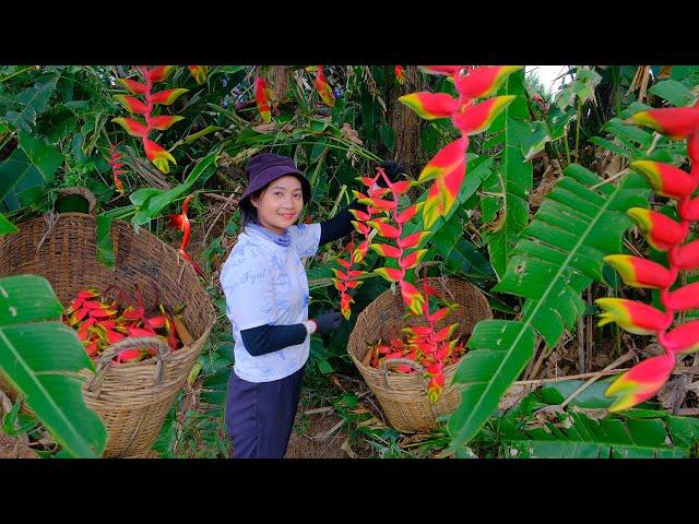 Full Video: Harvesting Parrot's Beak Flower Goes to Market Sell - Harvest, Farm, Cooking | Tieu Lien