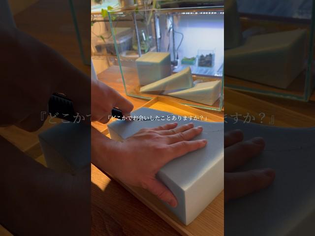 優しさを感じる丘を作りたい#shorts #アクアリウム#水槽#テラリウム#インテリア#前編