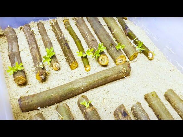 How To Choose The Right Propagation Method For Your Plant!