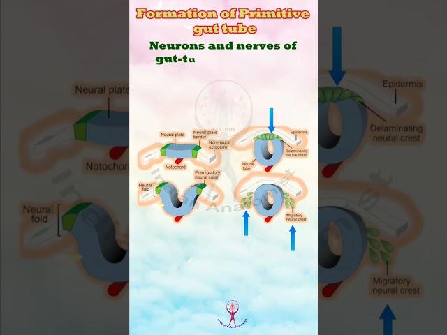 Embryonic Gut: Formation and Fascination #anatomy