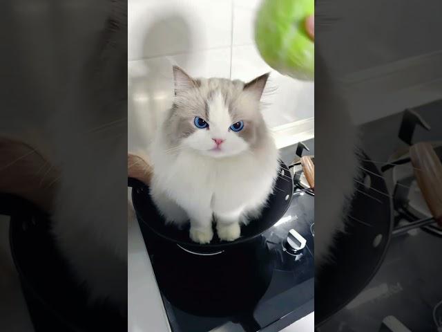 你不出来，那你就做饭吧 #萌宠 #这小猫谁养谁不迷糊啊 #猫咪的迷惑行为 #萌宠出道计划 #猫咪