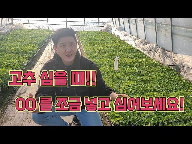 고추 밭에 심을 때 00를 조금 넣고 심어보세요!!! 꿀팁, 고추농사 잘 짓는 법!