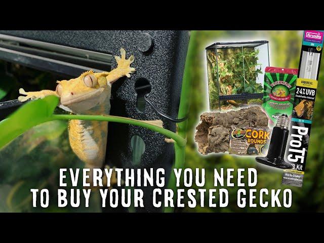 Beginner's Guide To Crested Gecko Supplies | Tank, Heater, Light, Substrate & More