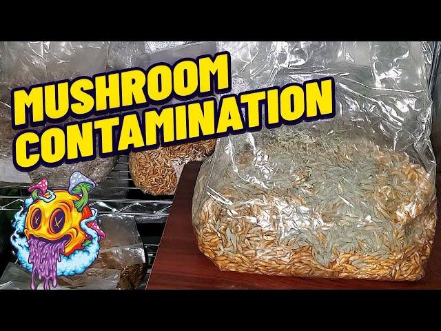 Mushroom Contamination & How To Avoid It (My First Time)