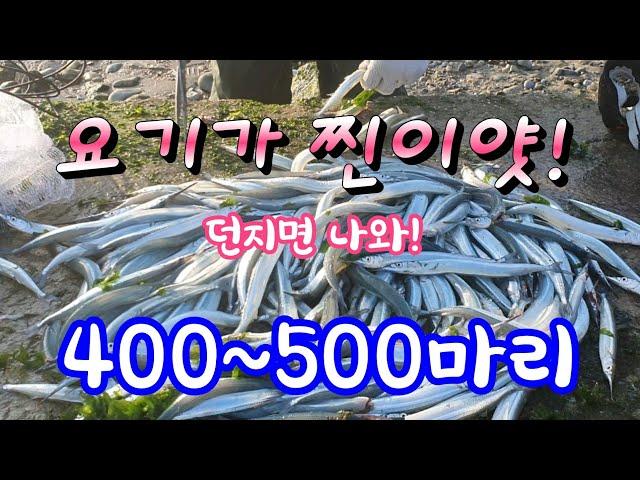 400~500마리 쉽게잡을수있는 명당!! 바다투망낚시 cast net fishing 학꽁치이후 도로묵 시즌도 다가오는군요^^