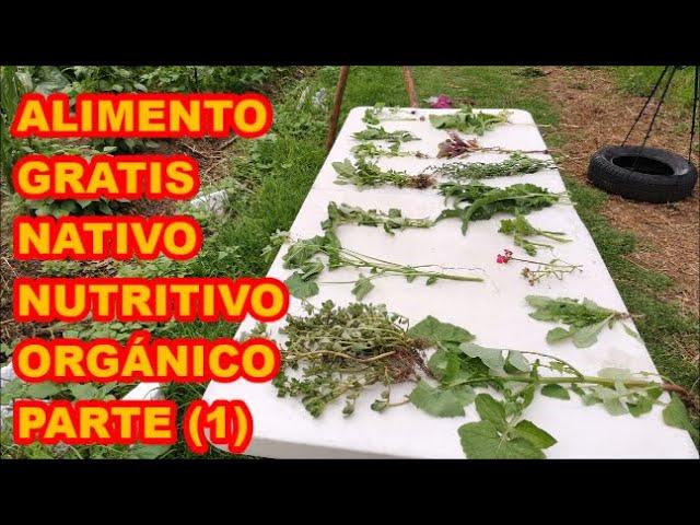 ALIMENTO A MANOS LLENAS SIN SEMBRAR (PARTE 1), PLANTAS SILVESTRES.️️️ LUNES DE PIZARRA 15