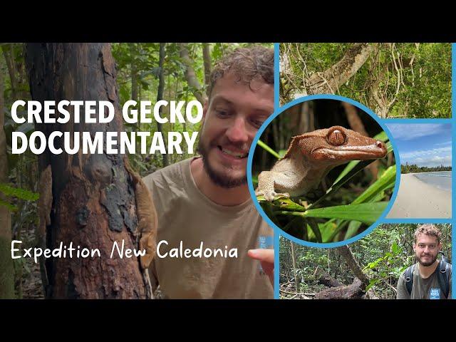 Crested Geckos of New Caledonia: The Documentary