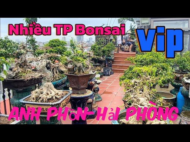 Nhiều TP Bonsai chất lượng anh Phồn Hải phòng