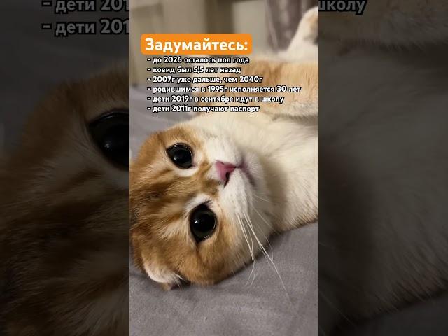 Ощутили как быстро время летит?#мысливслух#мысли#время#философия#рыжийкот#веселыекоты#смыслжизни