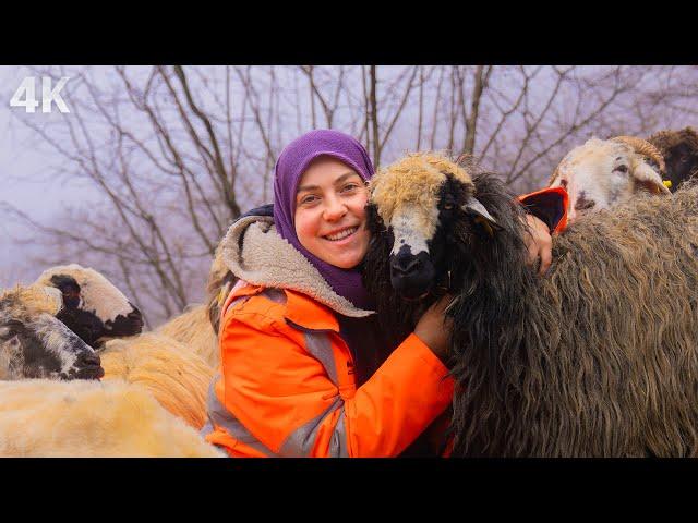 Happy Family in the Mountains - The World of the Young Shepherd Girl| Documentary-4K